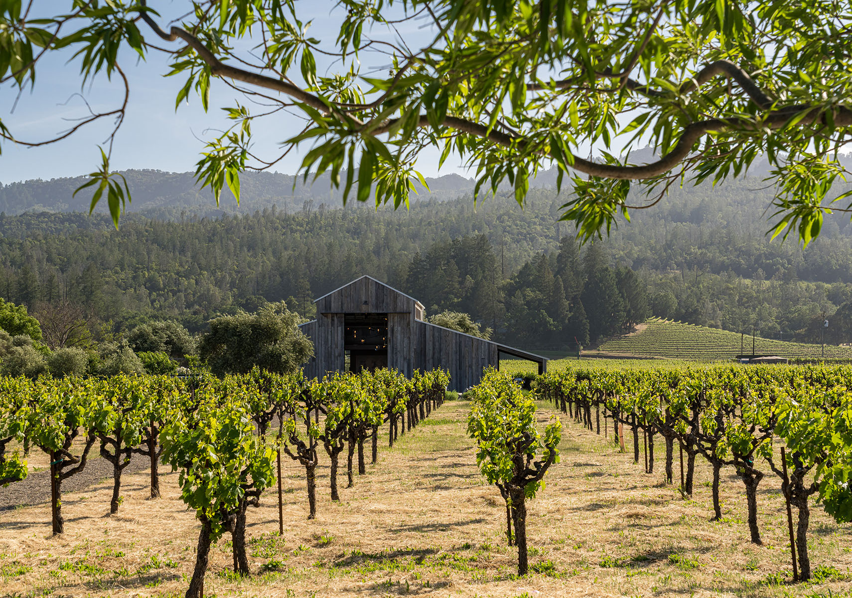 B25 - 1540 Zinfandel-HR-6