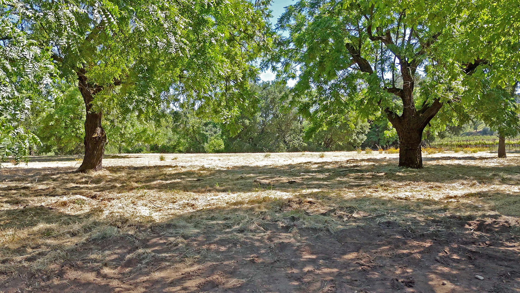 1169DarmsLane_Images00_EDITED