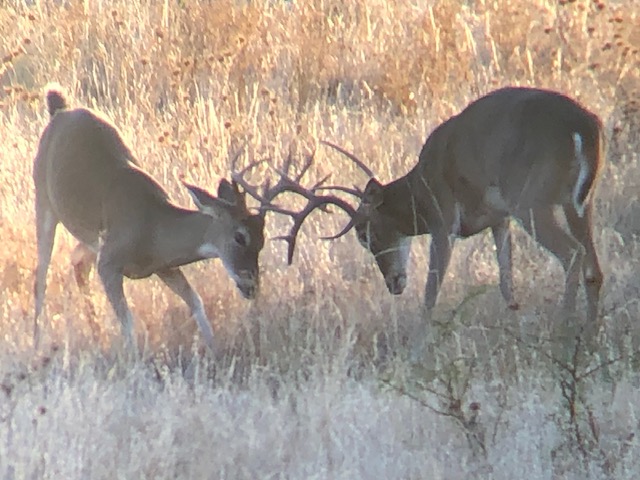 Listing Main Thumbnail #1