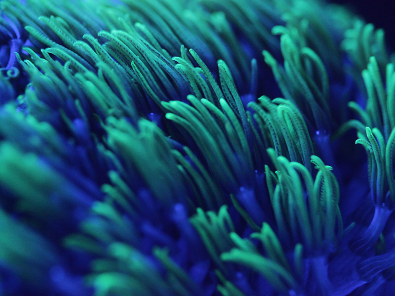 Corals Support Off the Shores of Stuart, Florida