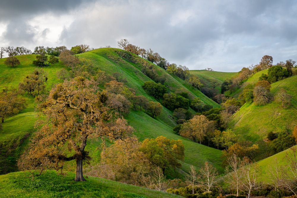 Walnut Creek