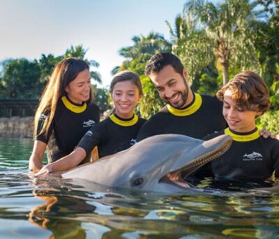 discovery cove, swimming with dolphins, dolphins, black friday discovery cove
