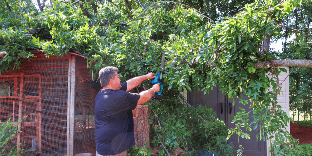 Florida home maintenance tree trim