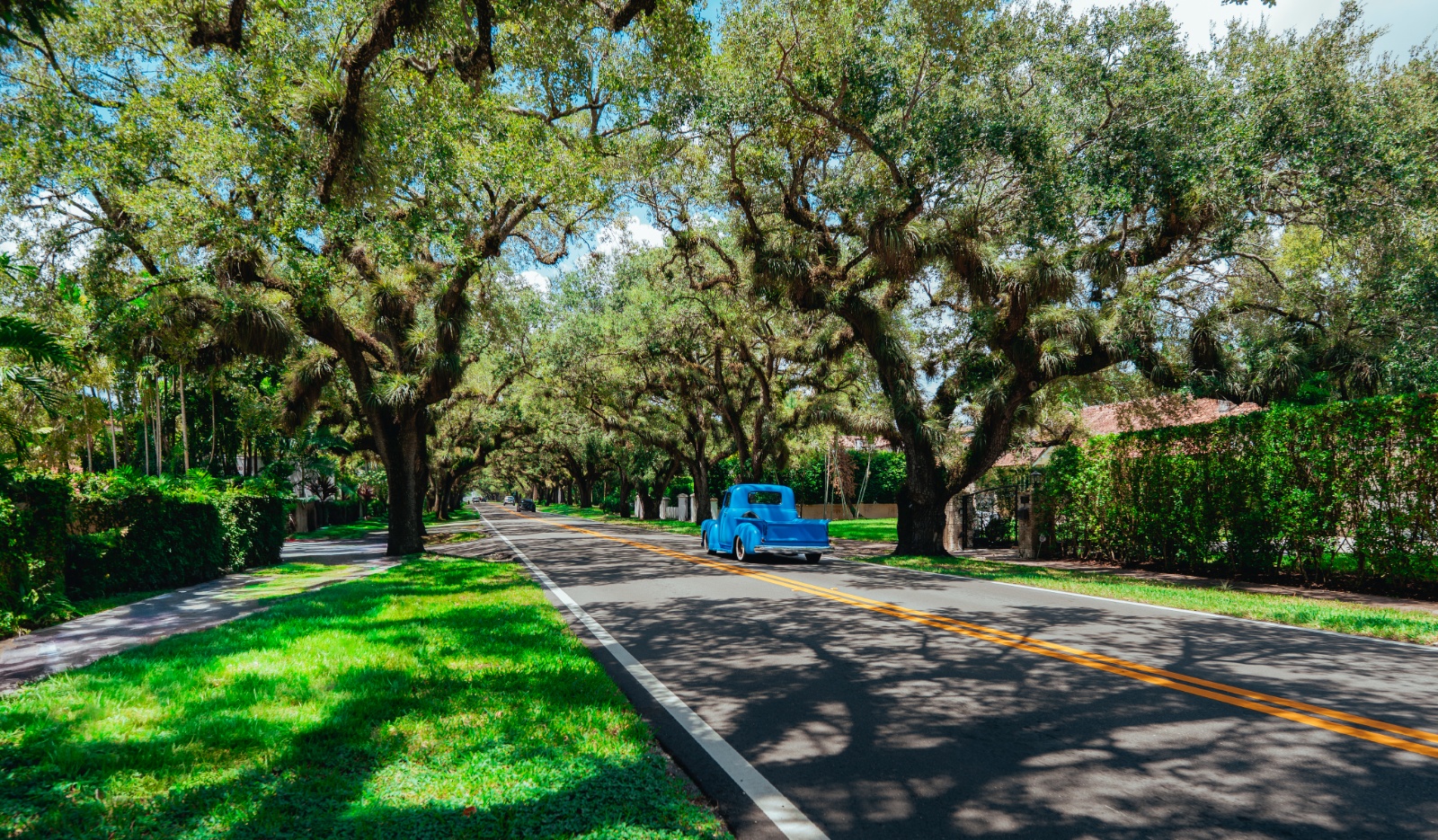 banyan-lined streets