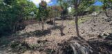 Land for sale Almond Grove SXM, Real Estate St. Maarten, SXM