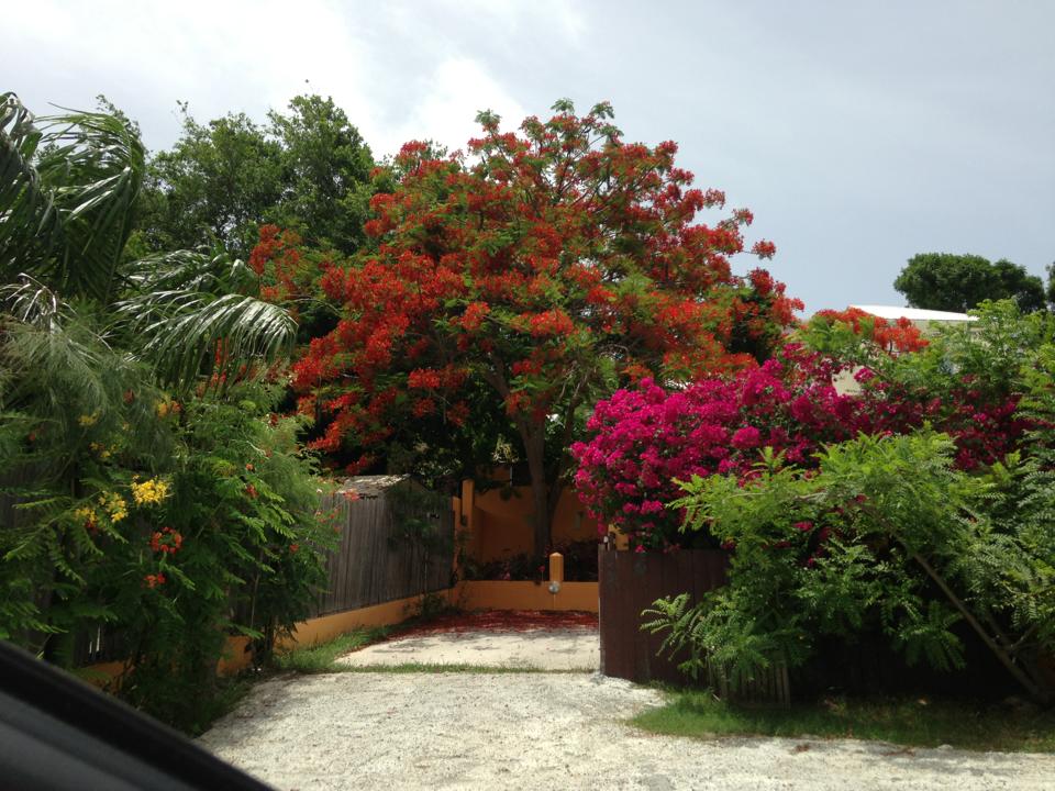 Guesthouse Creole Cottage SXM for sale, Orient Bay St Martin Commercial properties for sale, FWI