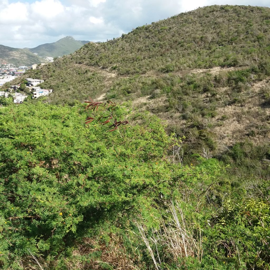 Land for Sale Philipsburg, Caribbean Properties Real Estate St. Maarten, SXM