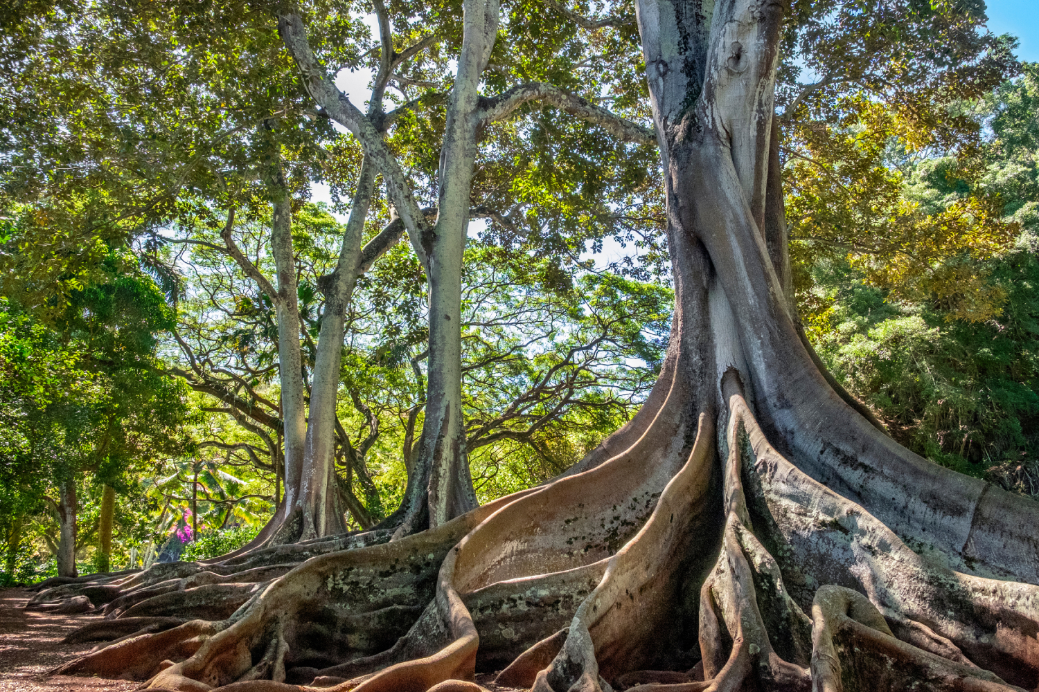 Kalāheo & Lāwaʻi