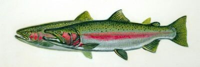 Mueller Fishing Bonanza