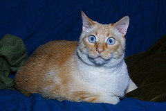 TCAD Shocks Mueller Affordable Buyers Again