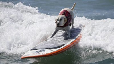 Dog Surfing