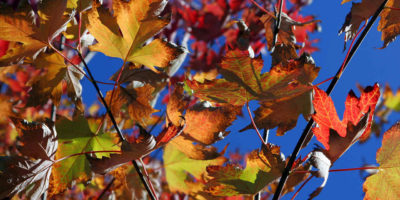 Fall