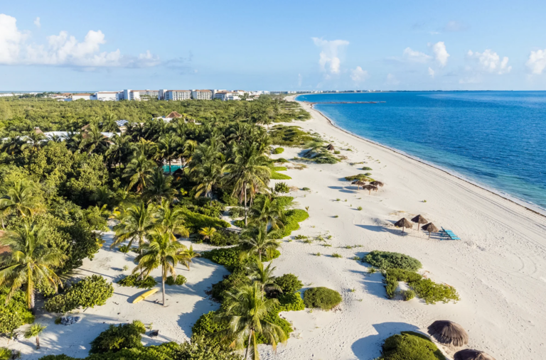 Sargassum in the Riviera Maya: what buyers need to know