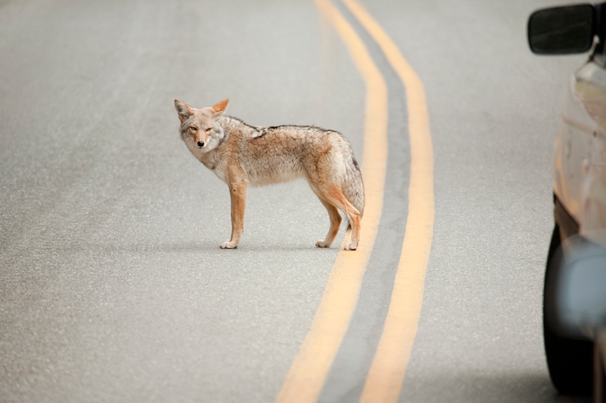 iStock_000015230868_Small