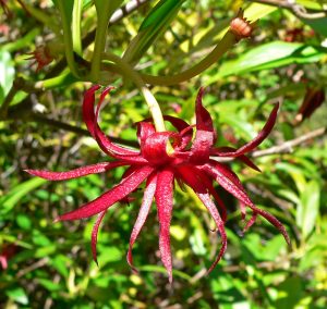 Illicium_floridanum_3