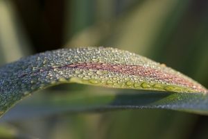 Image is of a leaf covered in water droplets.