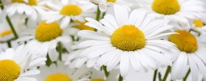 Image is a close up of a bunch of daisies.