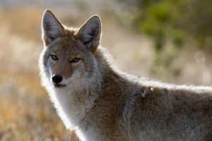 Image is a close up of a wild coyote.