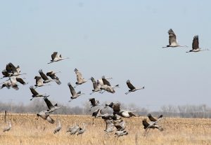 Image is a group of Sand Hill Cranes talking off from a marsh.