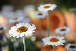 Image is a close up of some Gerber Daisies.
