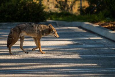 A lone coyote exploring the urban environment represents a growing concern to citizens in Mar Vista.