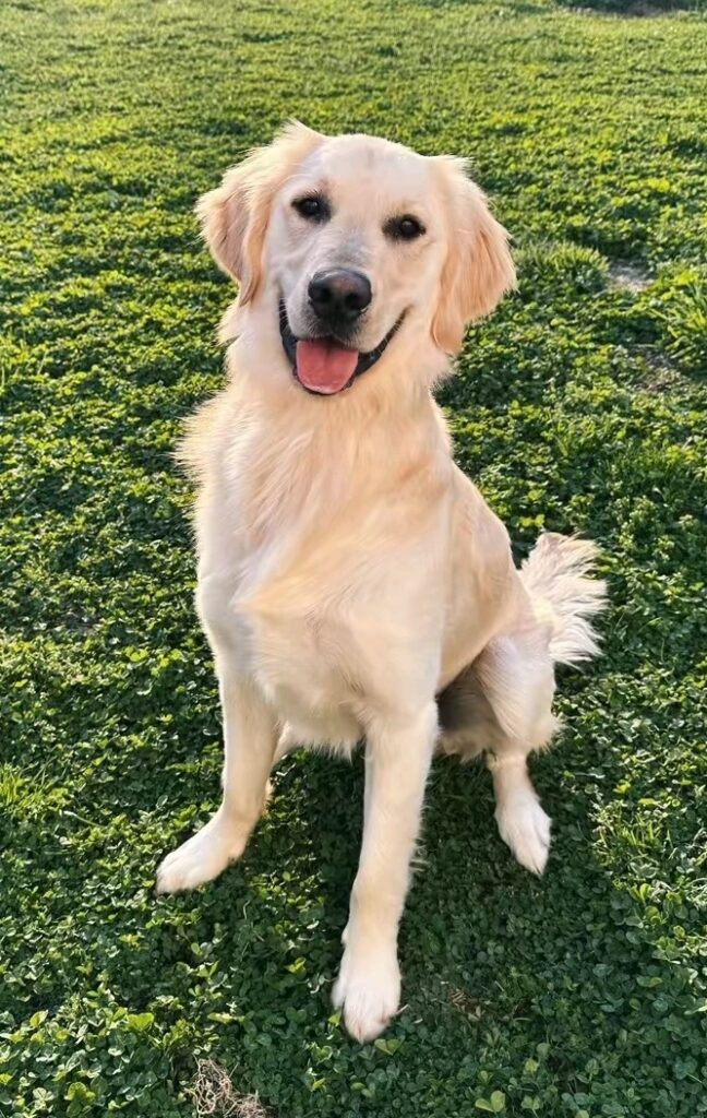 we-care-dogs