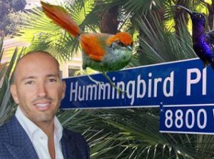 pinto-bird-humingbird