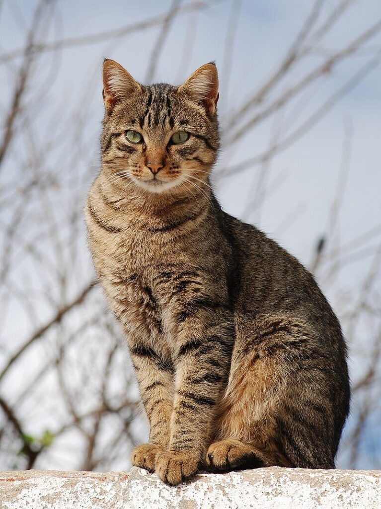 National Cat Day 2024
