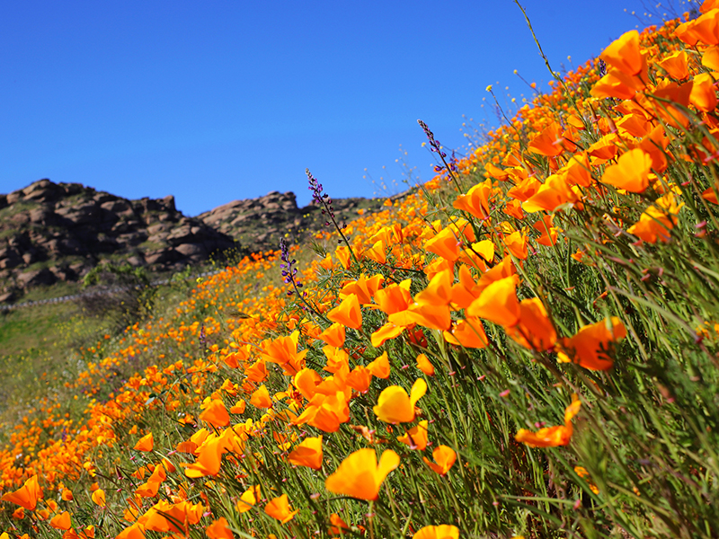 Simi Valley