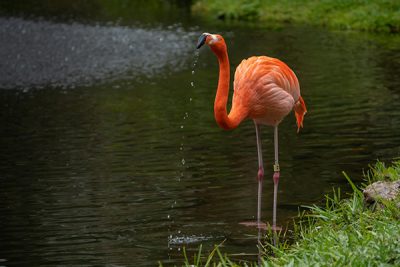 photograph-of-a-flamingo