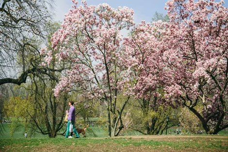 Prospect Lefferts Gardens
