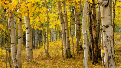 Bird Watching: Fun things to do in Aspen