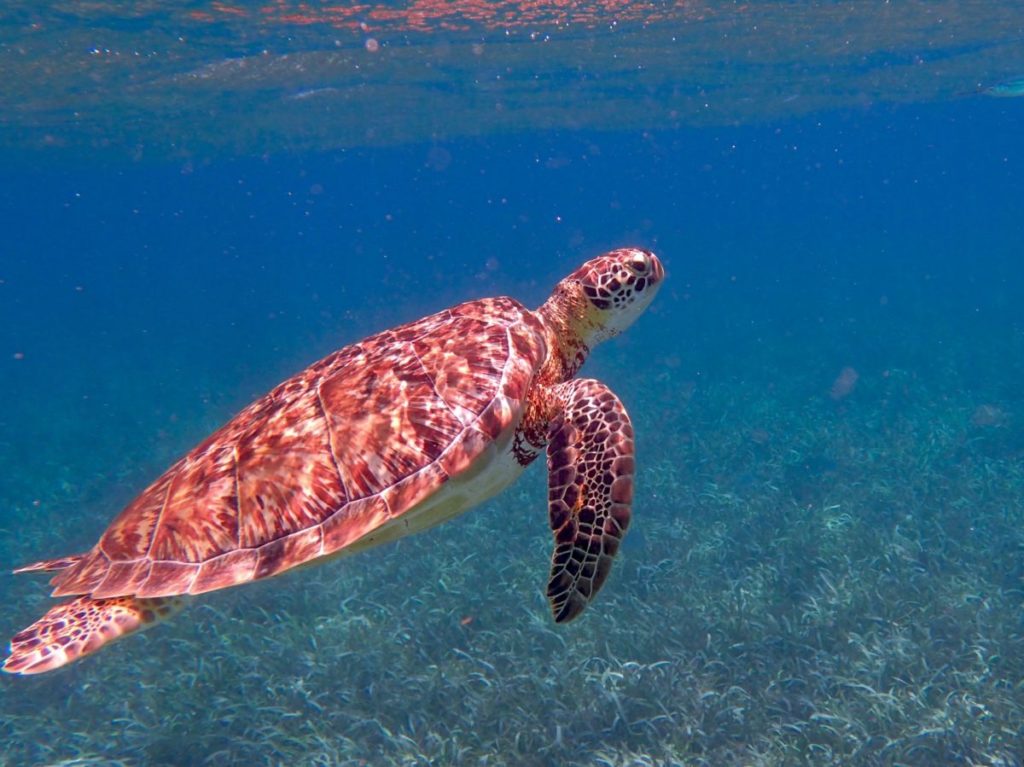 belize vacation top attractions