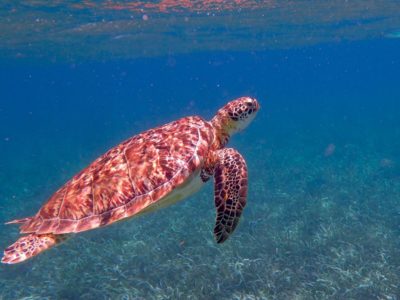 belize vacation top attractions