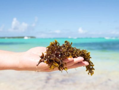sargassum issue in belize