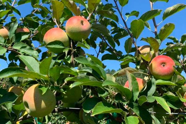 apples on a tree