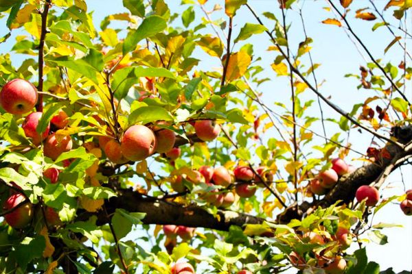 R-and-A Orchards