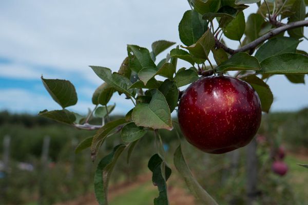 red apple on a tree