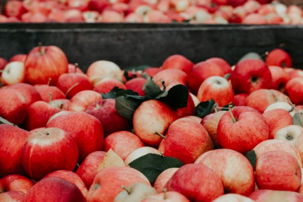 plenty of red apples