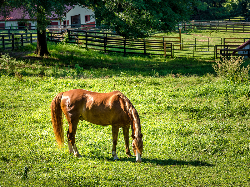 brown house eating grass
