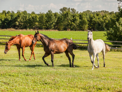 horses running on the field