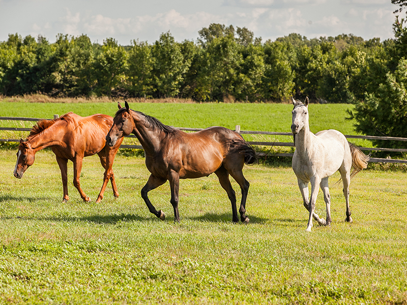horses running on the field
