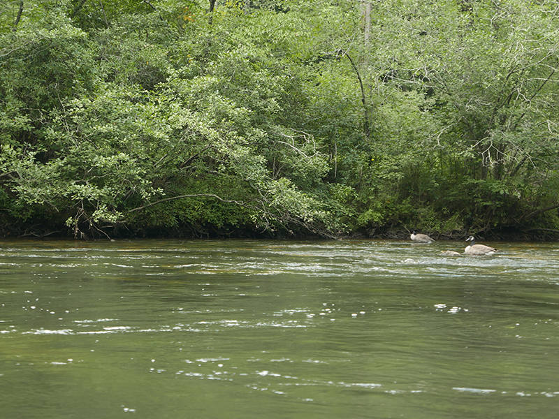 Homes for Sale in McCaysville