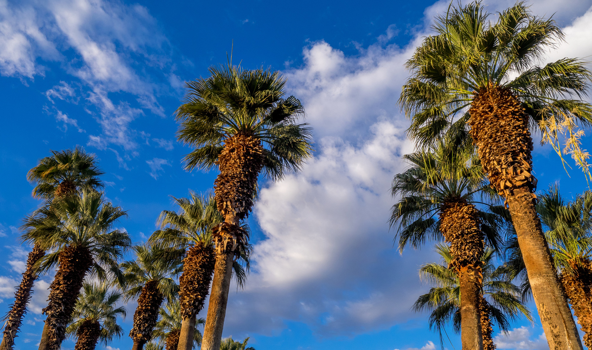 Corte Bella Country Club (Sun City West, AZ)