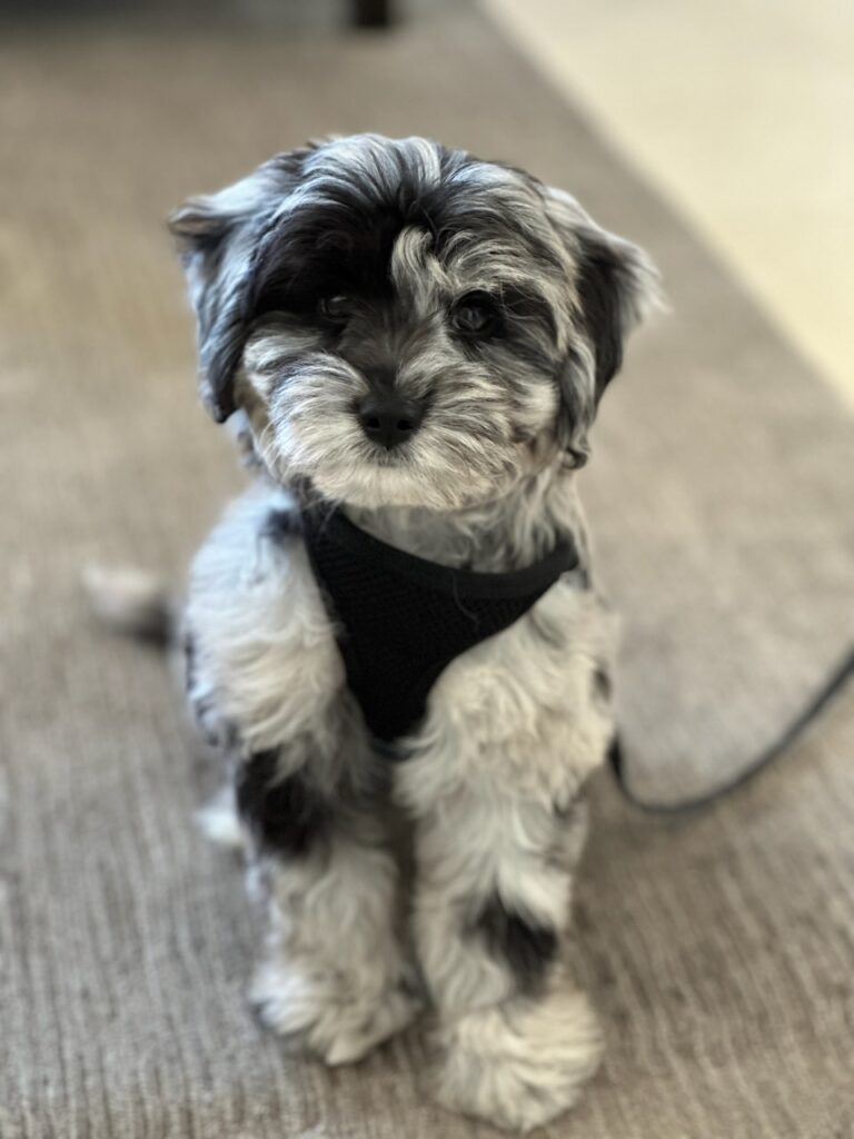 Finnegan 