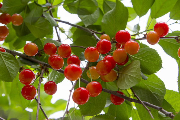 Cherries On A Branch