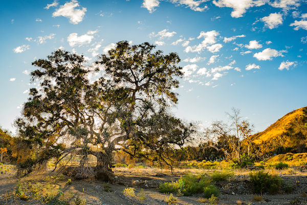 Oak Tree Panorama