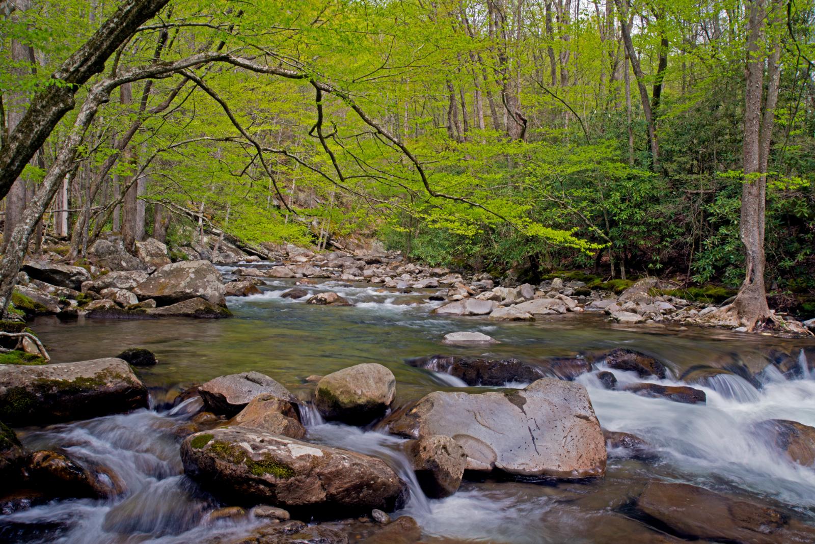 Meadow Stream