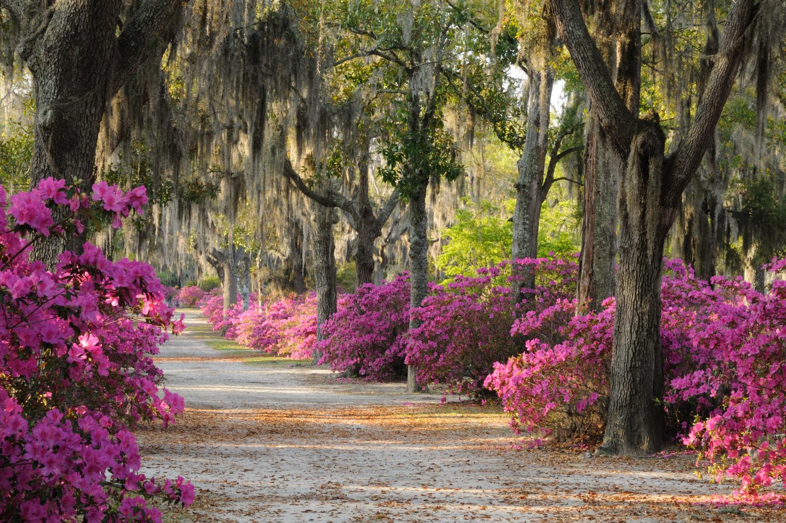 Magnolia Place