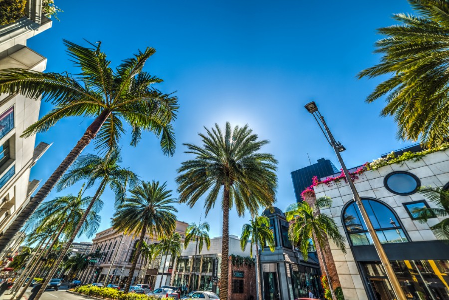 palm trees in Beverly Hills